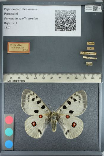 Media type: image;   Entomology 175054